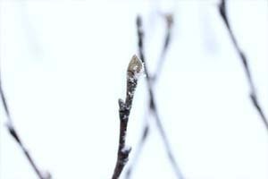 白花穂咲マンサク