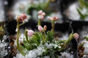 八重山ショウジョウバカマ