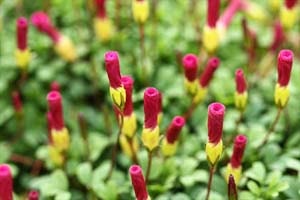 オキザリス 桃の輝