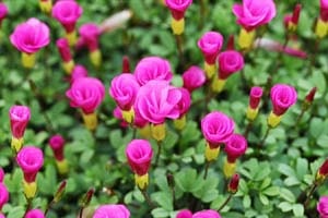 オキザリス 桃の輝