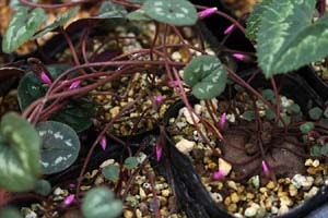 シクラメン コウム