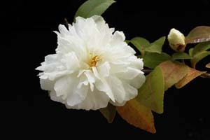 黄金葉サザンカ