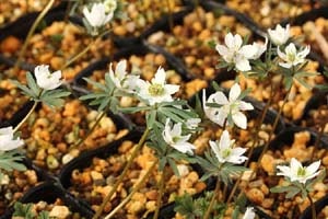 ヒナマツリ×セツブン