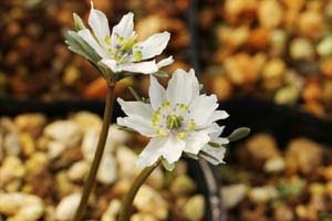 ヒナマツリ×セツブン