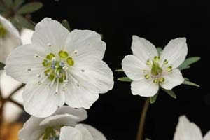 ヒナマツリ×セツブン