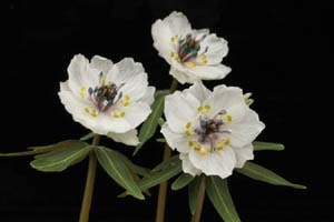 八重咲セツブンソウ