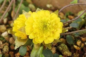 秋田産八重咲福寿草