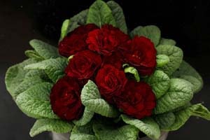 プリムラ ベラリーナ ヴァレンタイン