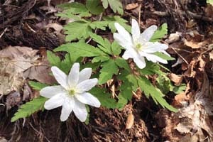 キクザキイチゲ