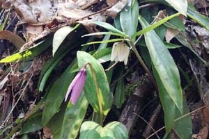 カタクリ、コバイモ