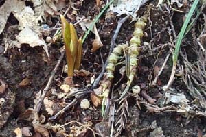 カタクリ、スミレサイシン