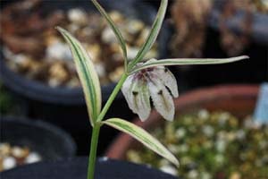 斑入越のコバイモ