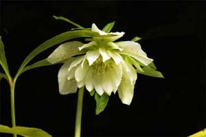 オリエンタリス×ニゲル