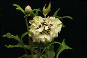 オリエンタリスダブル