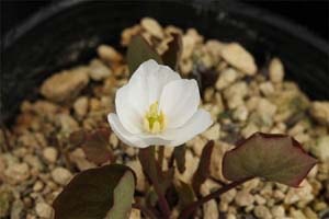 白花タツタソウ ホフマンタイプ