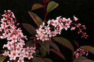 カラスバ赤花ウワミズザクラ