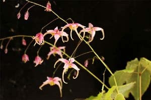 中国イカリソウ