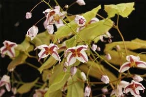 中国イカリソウ