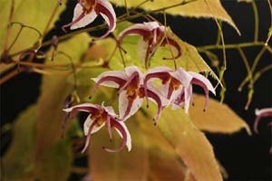 中国イカリソウ