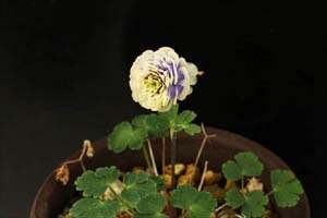 千重咲ミヤマオダマキ