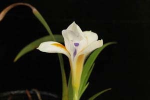 絞り咲イリス・ベルナ・アルバ