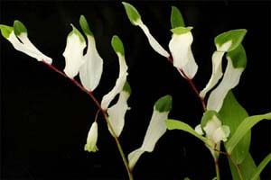 アマドコロ白虎