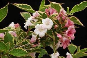 斑入タニウツギ