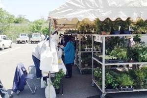 八ヶ岳山野草まつり