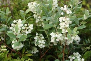 スズランの木（ゼノビア）