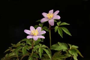 空色ヤブイチゲ