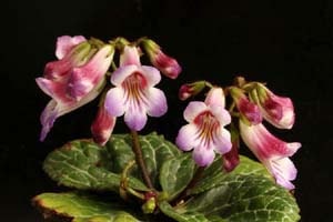 段咲イワギリソウ