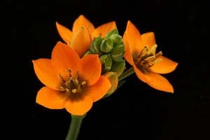 オーニソガラム・ダビウム