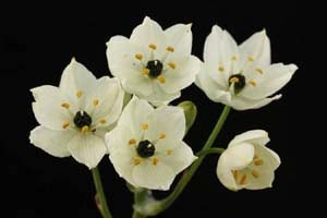 オーニソガラム アラビカム