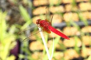 ショウジョウトンボ