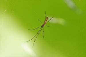 アシナガグモ？