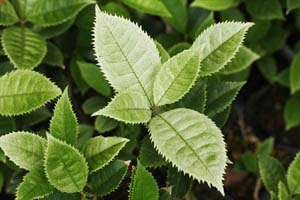 曙斑ギンモクセイ