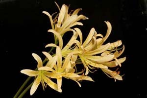 白花キツネノカミソリ