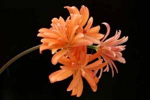 八重咲キツネノカミソリ