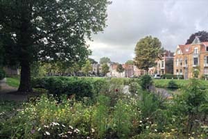 ライデン大学付属植物園で撮ったの写真