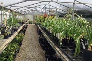 イギリスのナーセリー