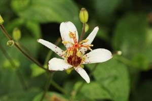 台湾ホトトギス 白露