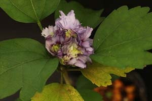 紫八重咲ムクゲ 紫玉