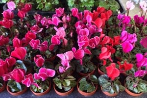 ミニミニシクラメン