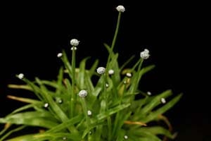 クロタマホシクサ