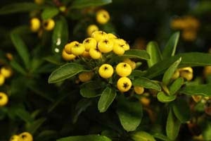 黄実のピラカンサ