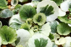 斑入ユキノシタ 七変化