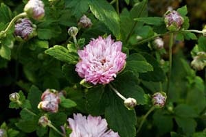 八重咲シュウメイギク