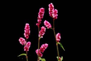 濃色オオケタデ