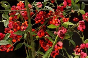 アメリカマユミ