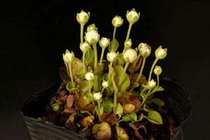 佐渡ウメバチソウ